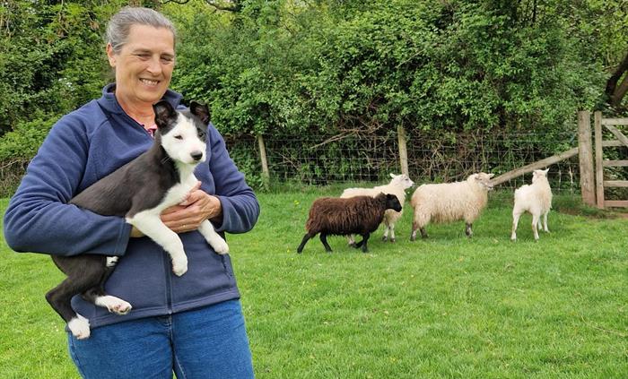 enjoy meeting sheep dogs in the countryside